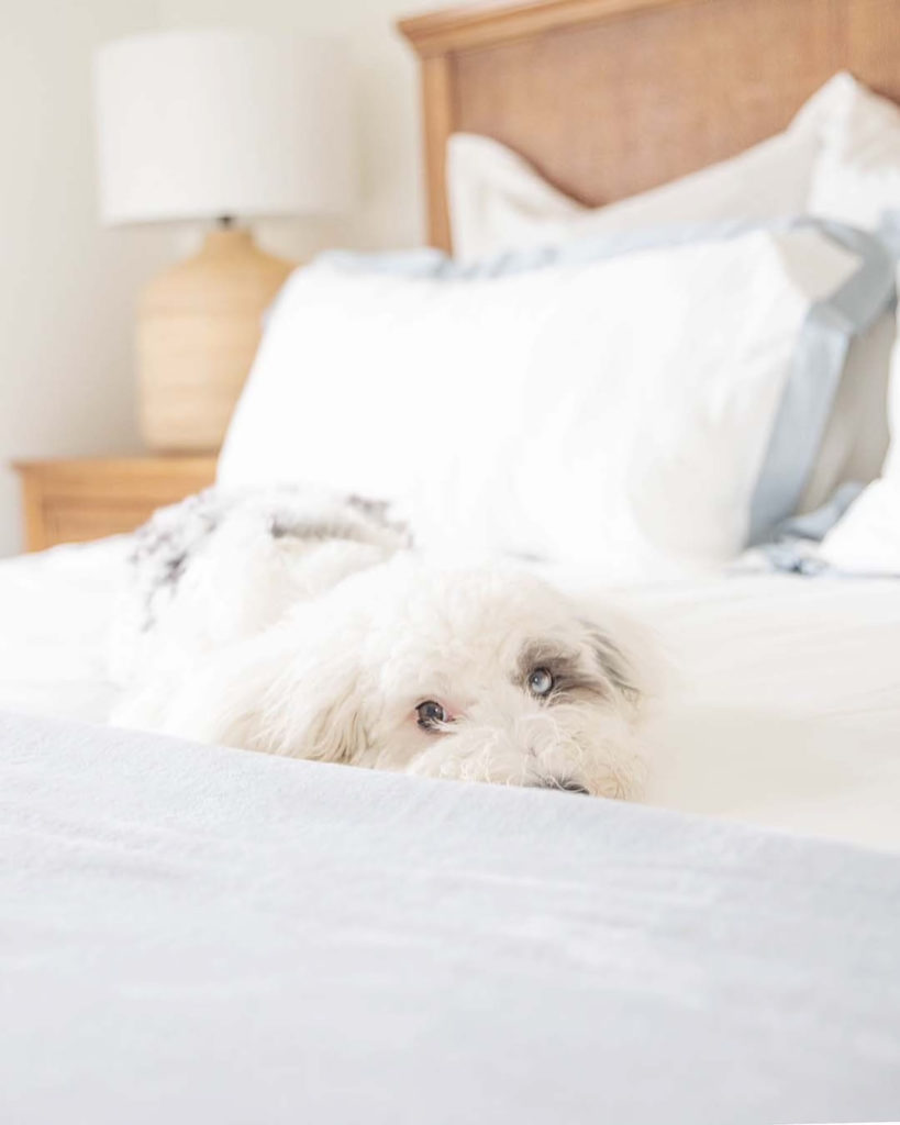 dog on coastal bedding